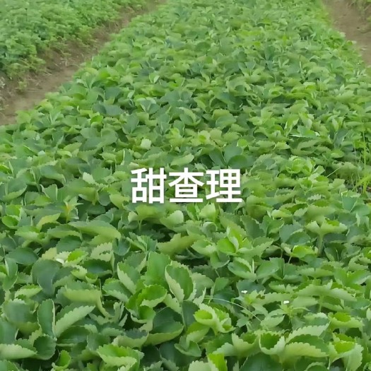 兴安县随珠，大叶宁玉，秒七，甜查理大量现货基地直发没有中间商赚差价