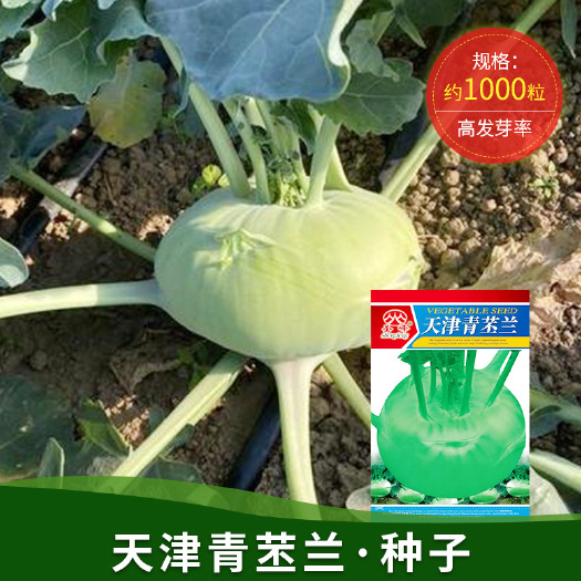 河间市天津青苤兰蓝种子早熟农田菜园基地嫩脆肉厚细腻青苤兰蔬菜种子
