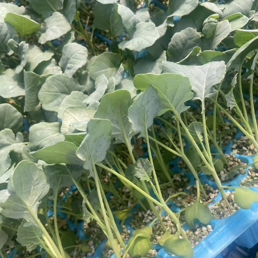 花椰菜苗 有机菜花苗 105 108天松花菜苗 耐寒花菜苗