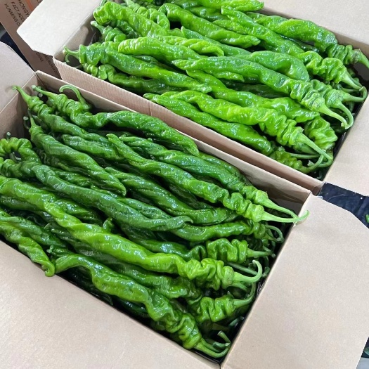 费县费县鲜辣椒螺丝椒，陇椒大量供应各种电商，超市，市场