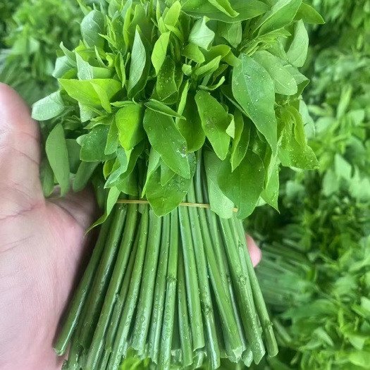 海口海南五指山野菜，广东潮汕树仔菜，天绿香，益肝菜