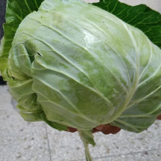 墨玉50。扁包菜产地供货量大从优。