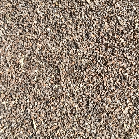 卓资县出售荞麦，大量现货。