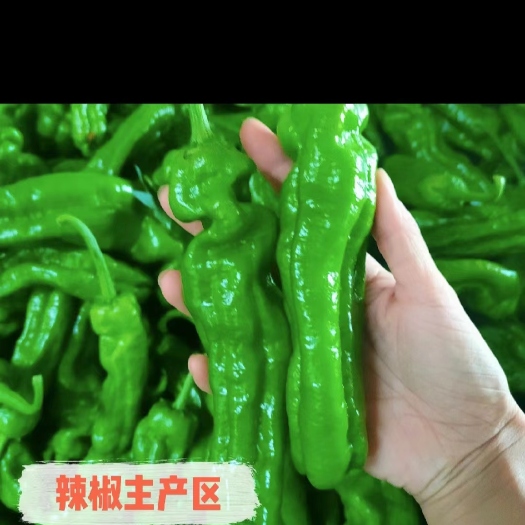 枣庄薄皮辣椒。皱皮辣椒。螺丝椒主产区