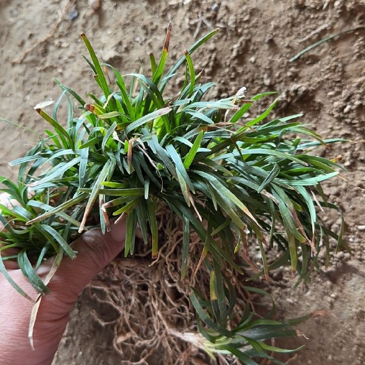 沭阳县玉龙草