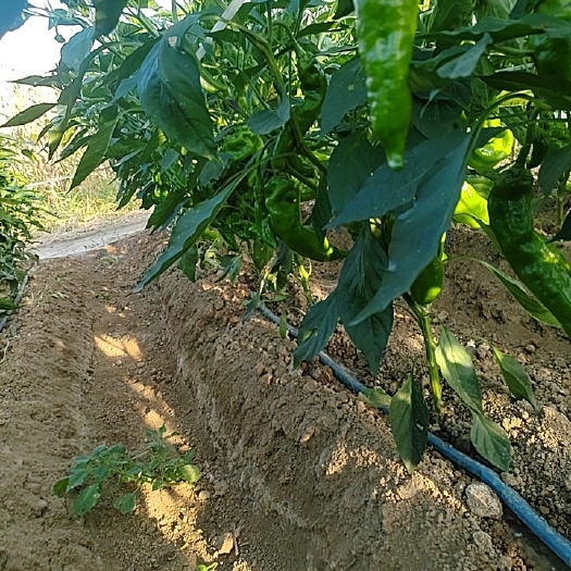 夏邑县301泡椒