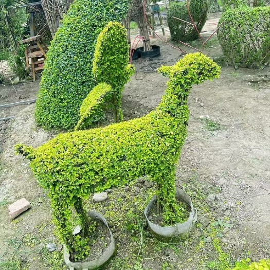 造型植物成都基地