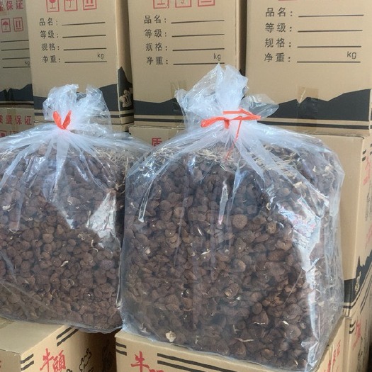 古田县建阳5号茶树菇  福建古田  3号茶树菇 产地供应天然本色