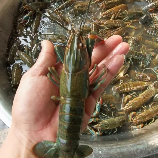罗定市澳洲淡水龙虾