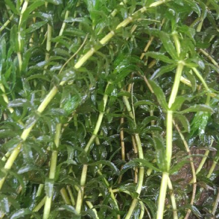 海宁市伊乐藻，苦藻，狐尾藻，养殖虾蟹水草，净化水质水草，常年供应。