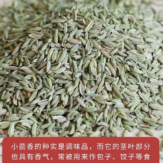 张掖甘肃小茴香，粒大饱满