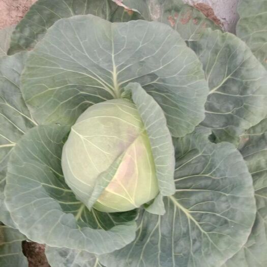 肇州县甘蓝，大头菜