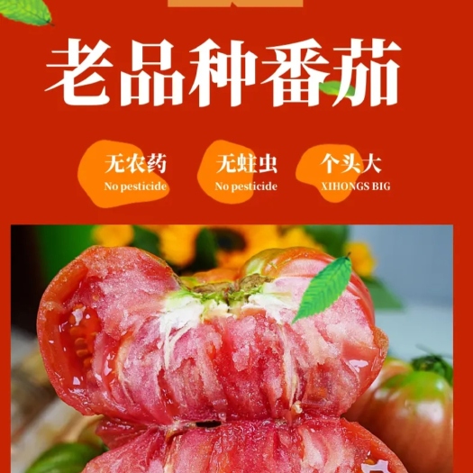 通海县云南自然成熟老品种西红柿