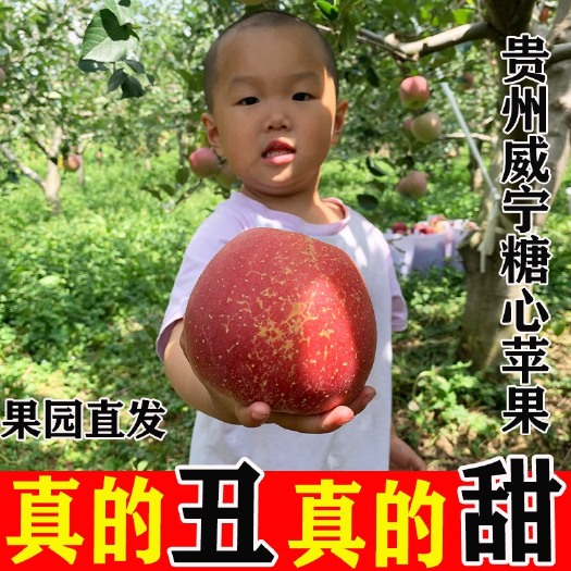 威宁县【直发】贵州威宁冰糖心苹果水果新鲜当季红富士脆甜整箱批发价