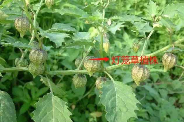 金华灯笼草