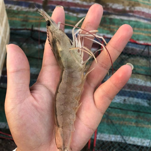 澧县基围虾虾20至30头的大虾。有5万斤左右
