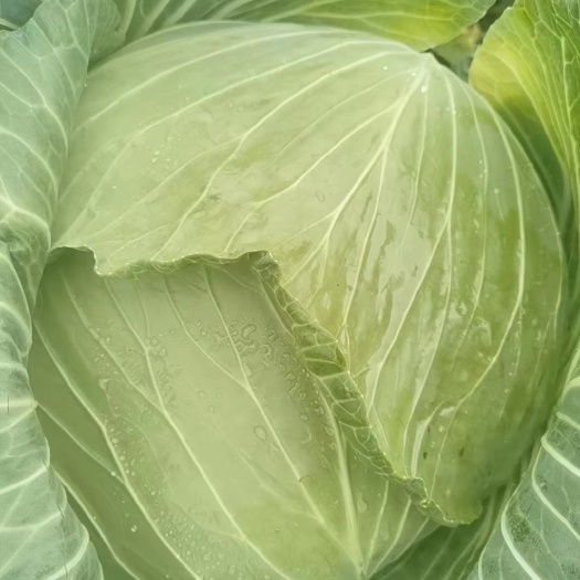 威宁县绿源四号包菜平包扁包欢迎对接合作另外奥奇利平包京丰包菜