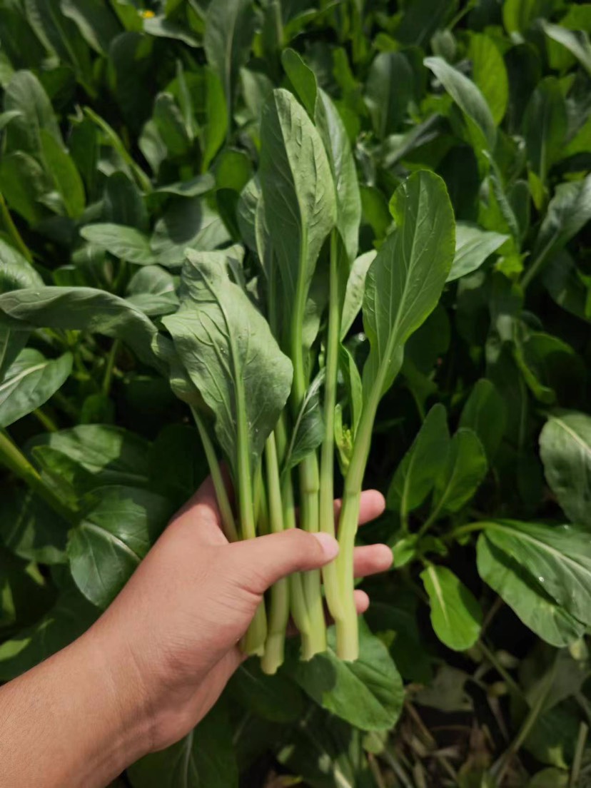 太和县精品甜菜心，上海青菜苔，大量有货，产地直销！