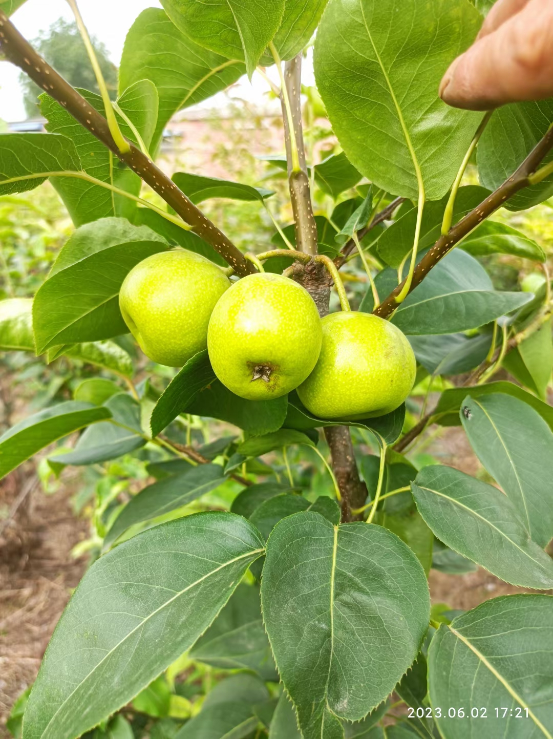 梨樹苗  3公分左右梨樹量大