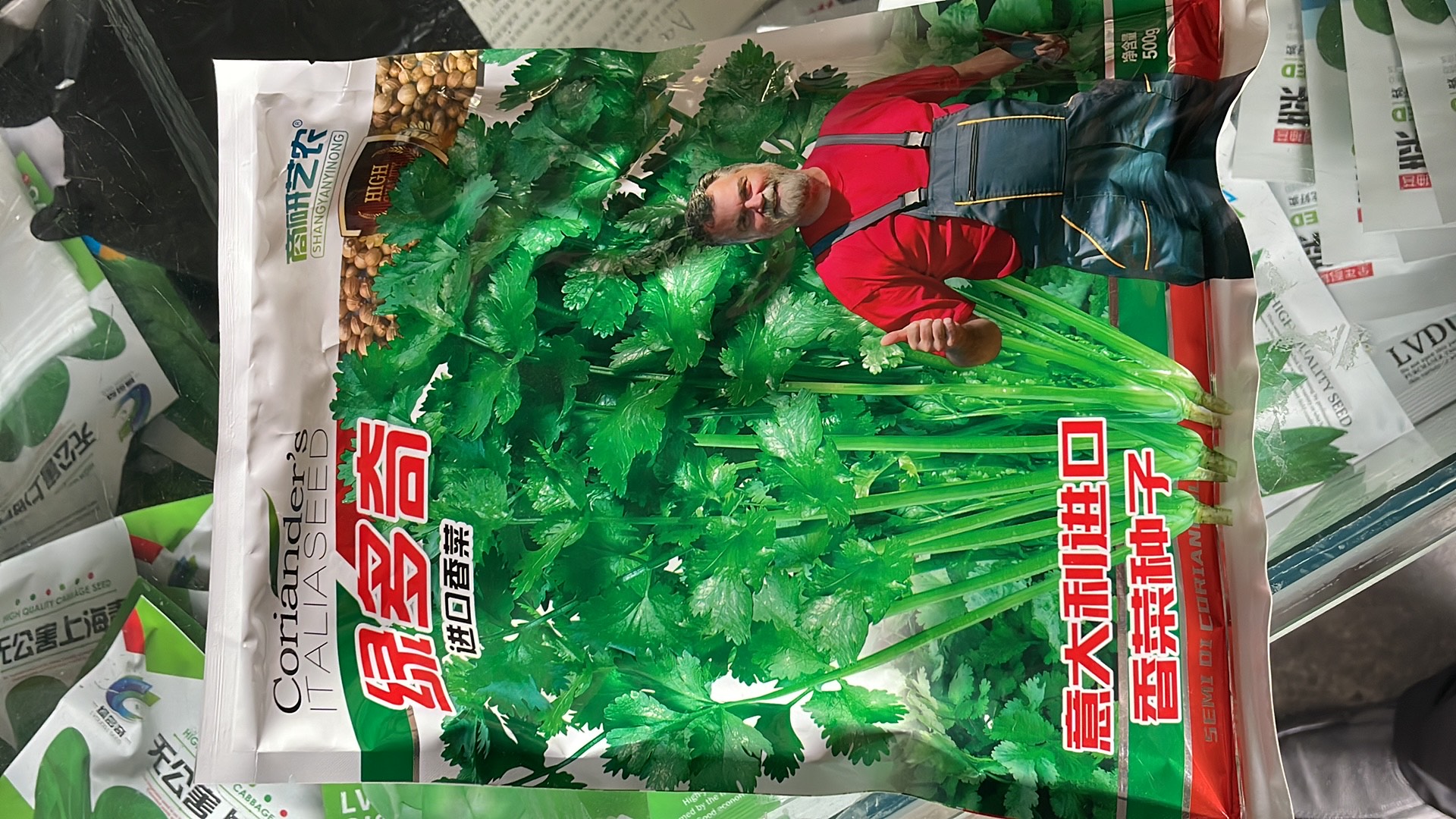 夏邑县香菜种子。绿多奇。耐寒。耐热。不抽苔。生长快