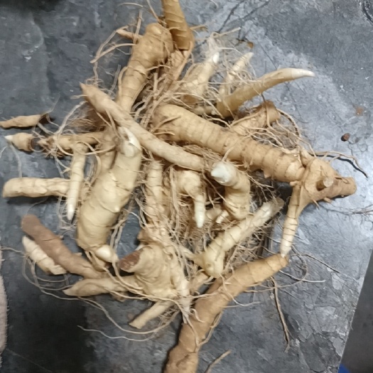大连鸡头黄精