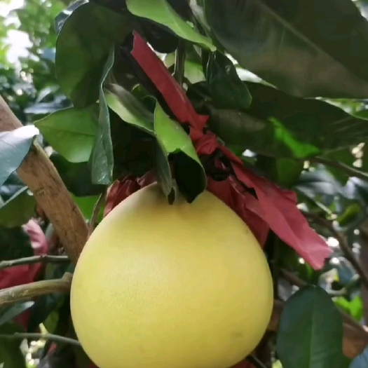 白柚.红心柚产地大量上市，果园看货现场採果！