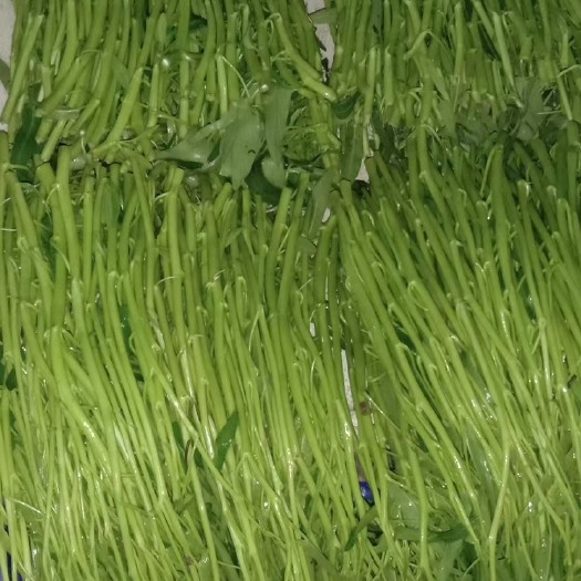 博白水蕹空心菜，旱改水都得