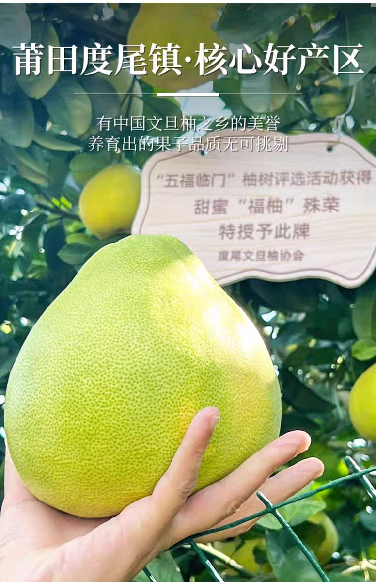 度尾红心文旦柚