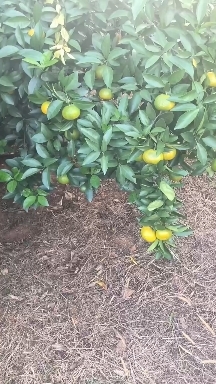 新余蜜桔