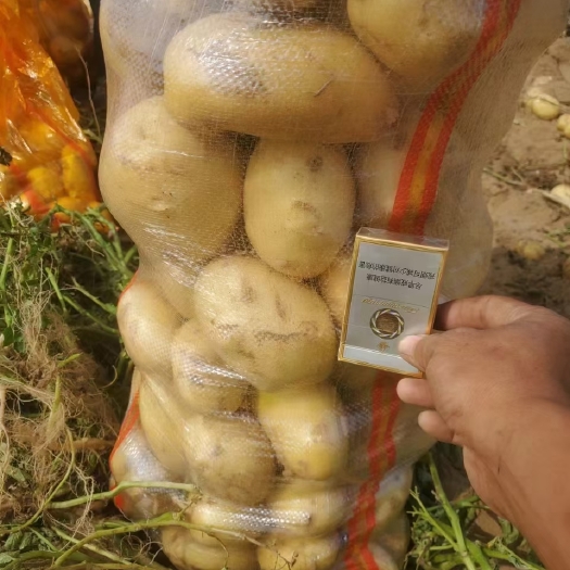 定边县沃土土豆