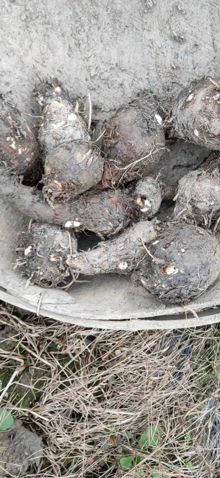 广西芋头，芋头仔，开始大量上市了，有需要的老板联系我