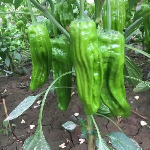 麻城市麻城辣椒