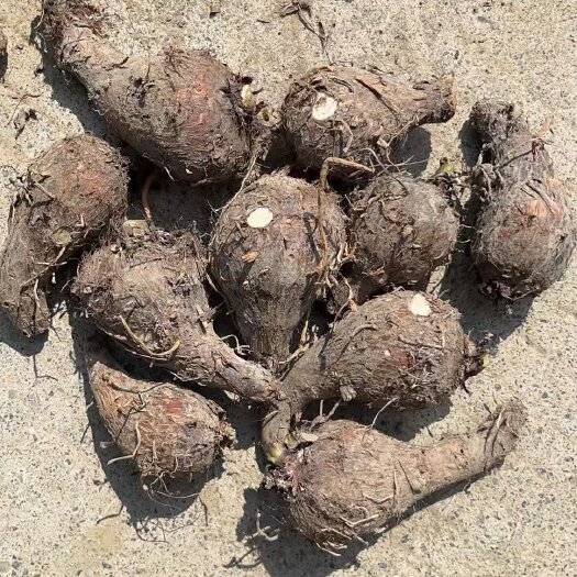广西芋头，芋头仔，开始大量上市了，有需要的老板联系我