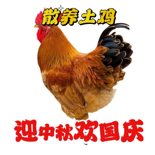 土鸡 【2年老公鸡】新鲜宰杀大公鸡土公鸡肉散养大公鸡笨公鸡苗