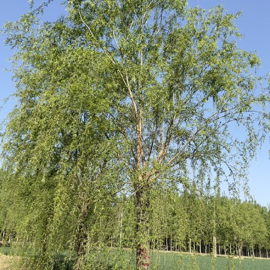 济南青皮垂柳，西湖垂柳旱柳1-25公分量大