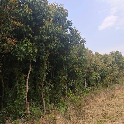 余庆县3公分四季桂（苗圃直供，价格实惠）