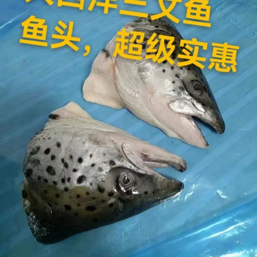 青岛三文鱼头大西洋三文鱼鱼头直切烧烤