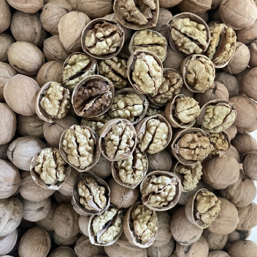 赞皇县2024年新货185纸皮核桃 皮薄果仁饱满 可做商检出口