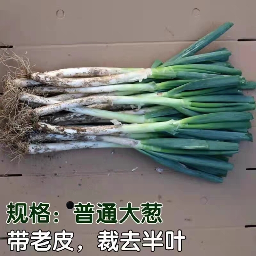 开鲁县大葱