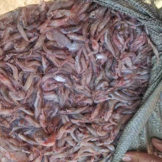 锦州沙光鱼掺虾