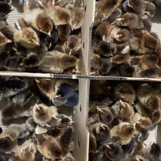 南宁（50只起发货）快大青脚麻/铁脚麻鸡苗优质鸡苗销量厂家直销