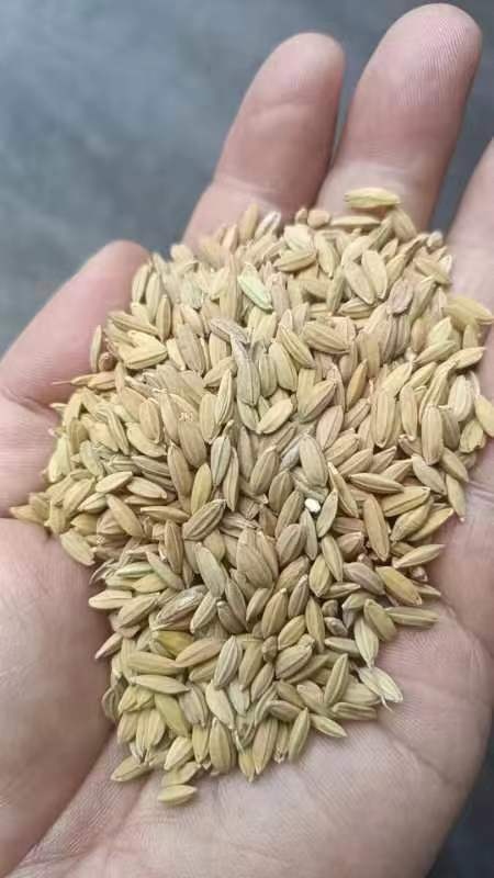 出售：2023年圆早籼谷（饲料粮）