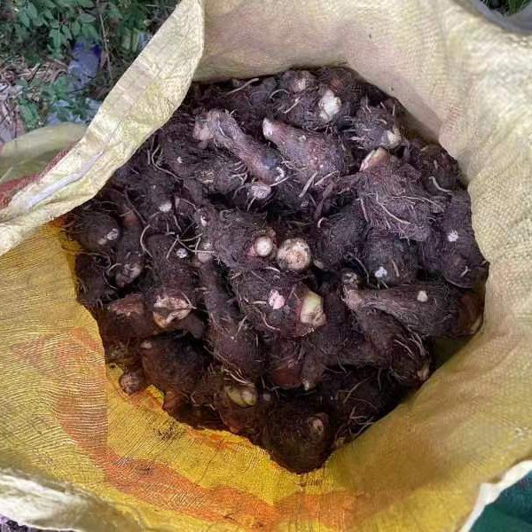 广西芋头，芋头仔，开始大量上市了，有需要的老板联系我