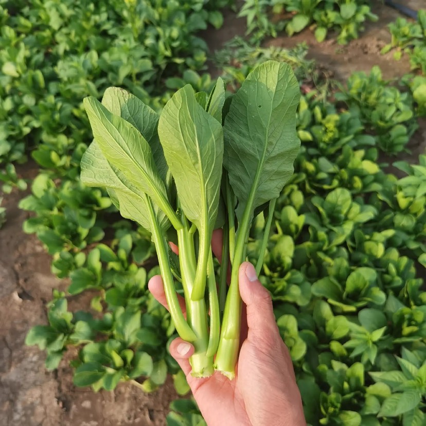 精品甜菜心，上海青菜苔，大量有货，产地直销！