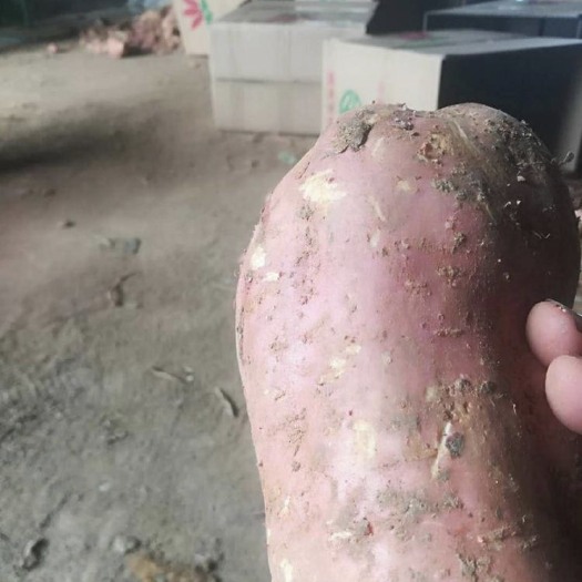 阳泉龙九红薯