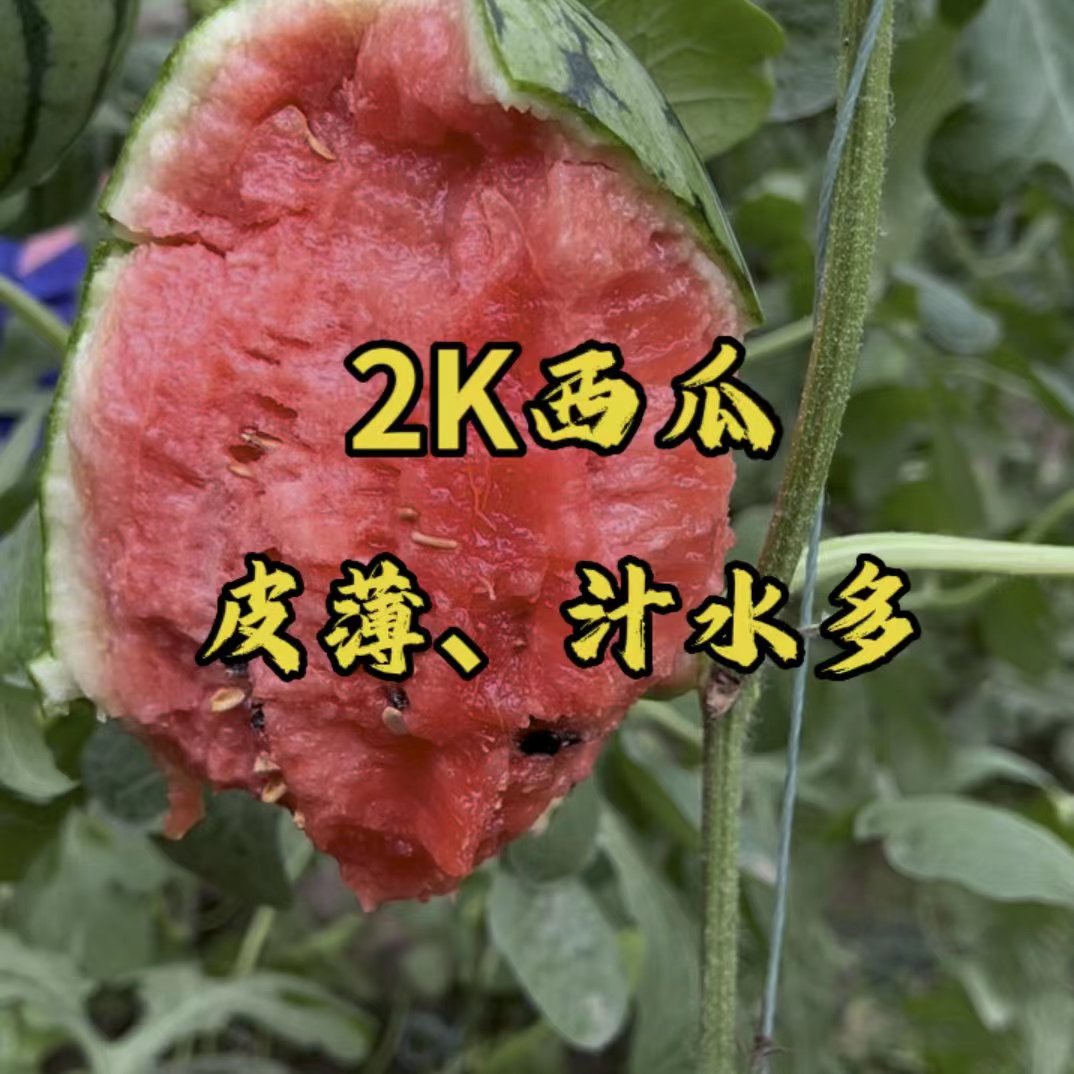 早佳8424西瓜苗美都甜王2K早春红玉等各种嫁接直播西瓜有苗