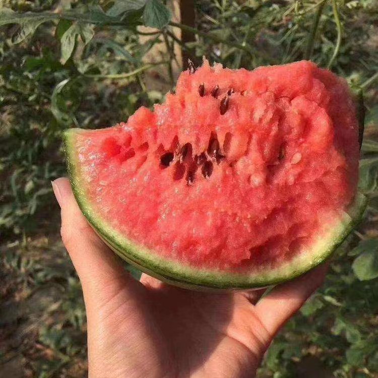 早佳8424西瓜苗美都甜王2K早春红玉等各种嫁接直播西瓜有苗