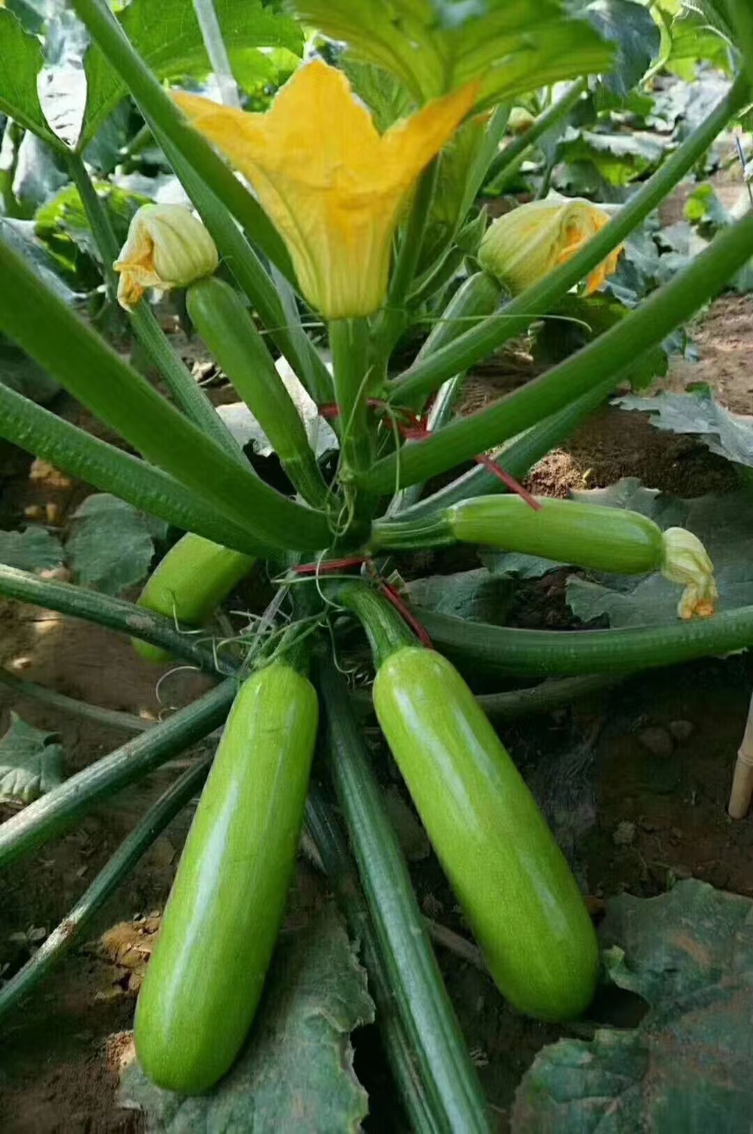 早春越冬越夏秋延抗病西葫芦苗子都有现货可发四季可种苗子可预订