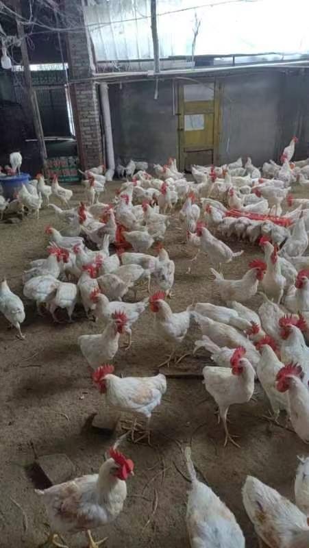 仁寿县用心养鸡  肉质结实 好吃