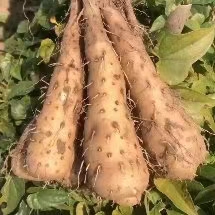 惠民县白玉山药苗